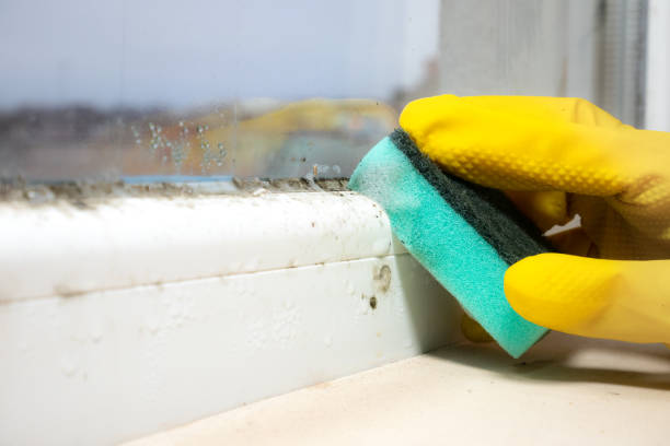 Trusted Yutan, NE Mold Removal Experts